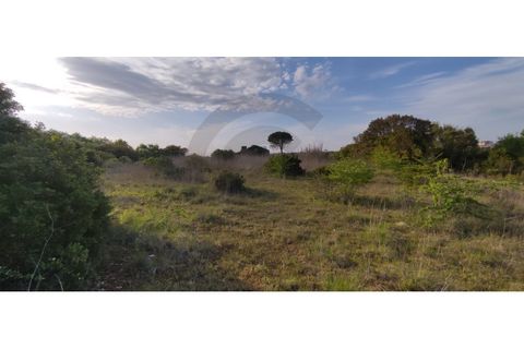 Terra a Olaia e Paco, Santarem, Olaia e Paco - € 300.000 | Ref: C0269-01128 - foto 3