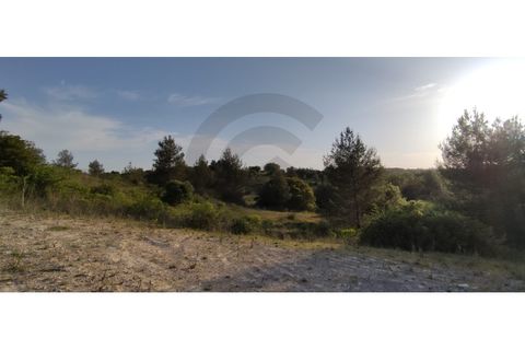 Terra a Olaia e Paco, Santarem, Olaia e Paco - € 300.000 | Ref: C0269-01128 - foto 8
