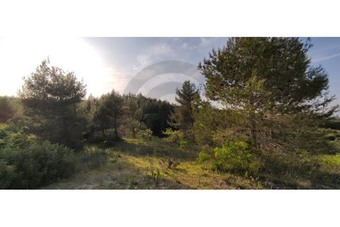 Terra a Olaia e Paco, Santarem, Olaia e Paco - € 300.000 | Ref: C0269-01128 - foto 9