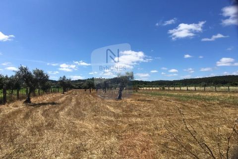 Helårsgrund i Abrantes, Santarem, Abrantes - € 280.000 | Ref: ID 01001101-50 - foto 2
