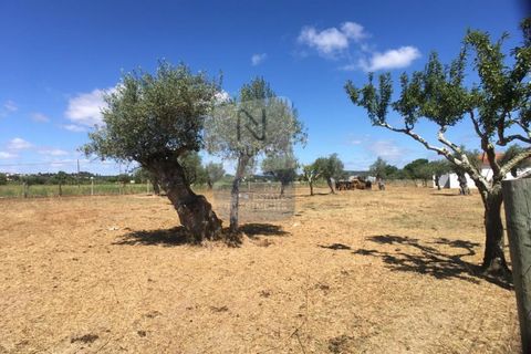 Helårsgrund i Abrantes, Santarem, Abrantes - € 280.000 | Ref: ID 01001101-50 - foto 3