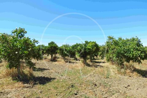 Terra a Arraiolos, Evora, Arraiolos - € 195.000 | Ref: LANE_5771 - foto 4