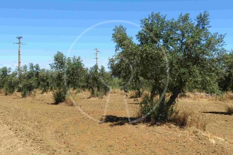 Terra a Arraiolos, Evora, Arraiolos - € 195.000 | Ref: LANE_5771 - foto 5
