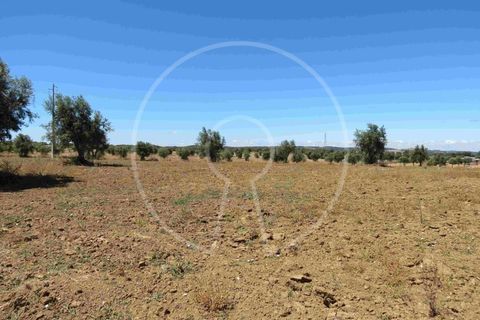 Terra a Arraiolos, Evora, Arraiolos - € 195.000 | Ref: LANE_5771 - foto 7