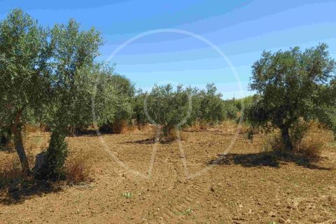 Terra a Arraiolos, Evora, Arraiolos - € 195.000 | Ref: LANE_5771 - foto 8