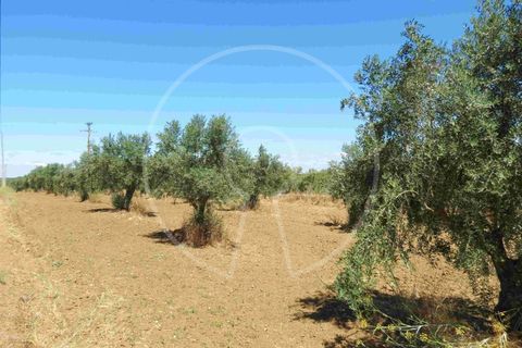 Terra a Arraiolos, Evora, Arraiolos - € 195.000 | Ref: LANE_5771 - foto 9