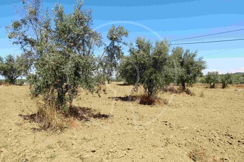 Terra a Arraiolos, Evora, Arraiolos - € 195.000 | Ref: LANE_5771 - foto 10