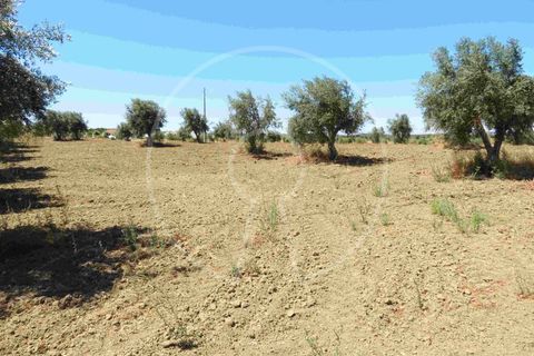 Terra a Arraiolos, Evora, Arraiolos - € 195.000 | Ref: LANE_5771 - foto 11
