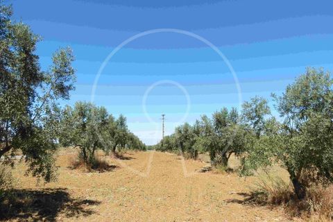 Terra a Arraiolos, Evora, Arraiolos - € 195.000 | Ref: LANE_5771 - foto 14