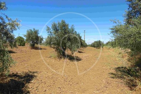Terra a Arraiolos, Evora, Arraiolos - € 195.000 | Ref: LANE_5771 - foto 15
