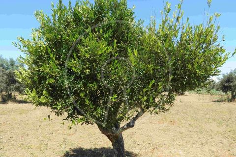 Terra a Arraiolos, Evora, Arraiolos - € 195.000 | Ref: LANE_5771 - foto 16