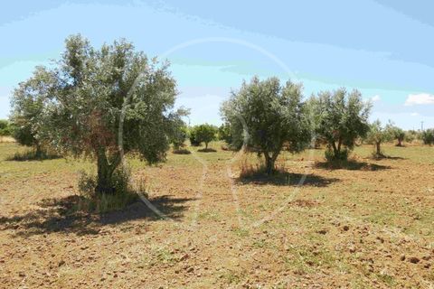 Terra a Arraiolos, Evora, Arraiolos - € 195.000 | Ref: LANE_5771 - foto 17