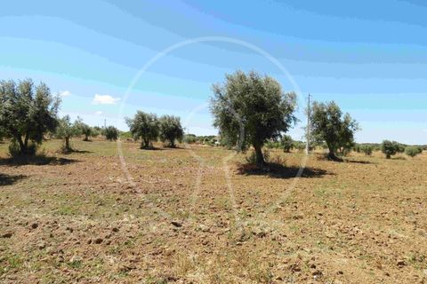 Terra a Arraiolos, Evora, Arraiolos - € 195.000 | Ref: LANE_5771 - foto 18