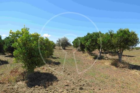 Terra a Arraiolos, Evora, Arraiolos - € 195.000 | Ref: LANE_5771 - foto 19