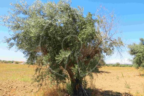 Terra a Arraiolos, Evora, Arraiolos - € 195.000 | Ref: LANE_5771 - foto 20