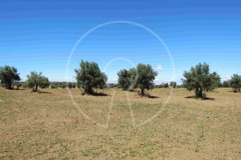 Terra a Arraiolos, Evora, Arraiolos - € 195.000 | Ref: LANE_5771 - foto 21