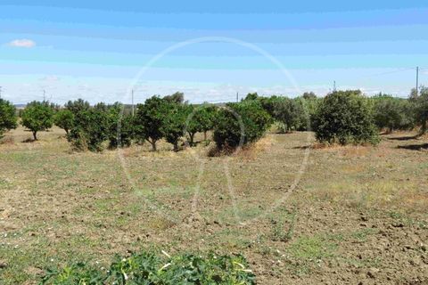 Terra a Arraiolos, Evora, Arraiolos - € 195.000 | Ref: LANE_5771 - foto 22