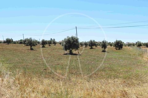 Terra a Arraiolos, Evora, Arraiolos - € 195.000 | Ref: LANE_5771 - foto 23