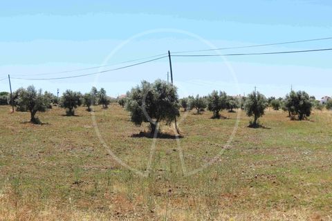 Terra a Arraiolos, Evora, Arraiolos - € 195.000 | Ref: LANE_5771 - foto 24