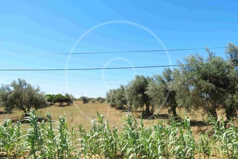 Terra a Arraiolos, Evora, Arraiolos - € 195.000 | Ref: LANE_5771 - foto 25
