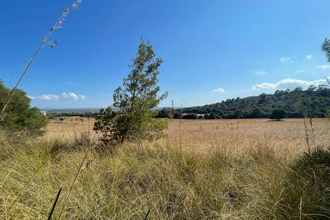 Terra a Alcudia, Mallorca, Alcudia - € 2.100.000 | Ref: 72190 - foto 3