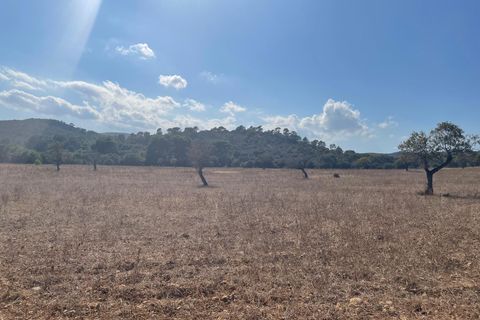 Terra a Alcudia, Mallorca, Alcudia - € 2.100.000 | Ref: 72190 - foto 4