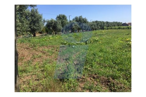 Helårsgrund i Anadia, Aveiro, Anadia - € 45.000 | Ref: TER_753 - foto 4
