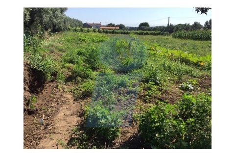 Helårsgrund i Anadia, Aveiro, Anadia - € 45.000 | Ref: TER_753 - foto 5