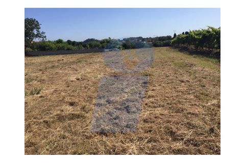 Helårsgrund i Anadia, Aveiro, Anadia - € 40.000 | Ref: TER_751 - foto 2