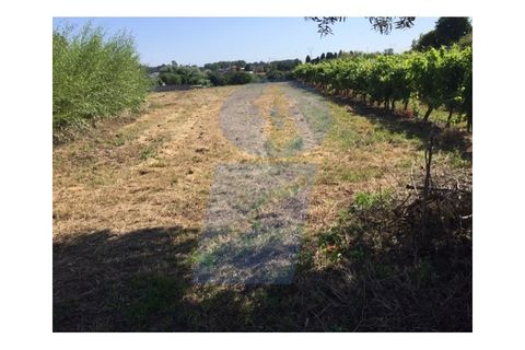 Helårsgrund i Anadia, Aveiro, Anadia - € 40.000 | Ref: TER_751 - foto 5