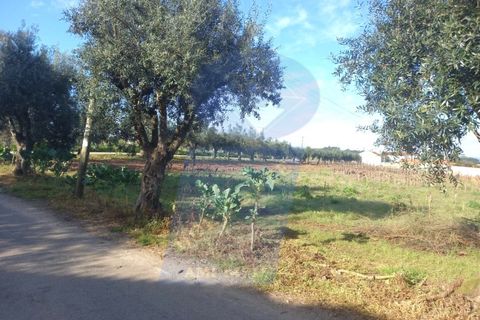 Helårsgrund i Anadia, Aveiro, Anadia - € 40.000 | Ref: TER_751 - foto 7