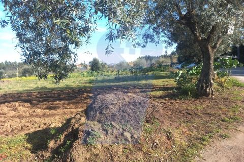 Helårsgrund i Anadia, Aveiro, Anadia - € 40.000 | Ref: TER_751 - foto 9