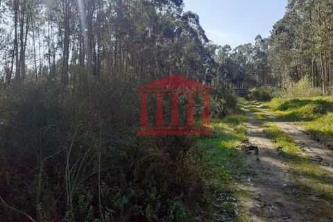 Terra a Vila Cha, Braga, Vila Cha - € 150.000 | Ref: 272T00694 - foto 5