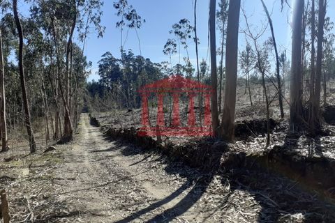Terra a Vila Cha, Braga, Vila Cha - € 150.000 | Ref: 272T00694 - foto 11