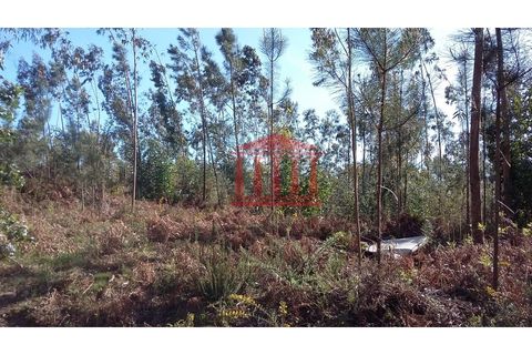 Terra a Remelhe, Braga, Remelhe - € 400.000 | Ref: 272T00580 - foto 2