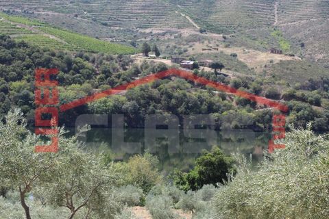 Farm i Torre de Moncorvo, Braganca, Torre de Moncorvo - € 650.000 | Ref: 0818 - foto 4