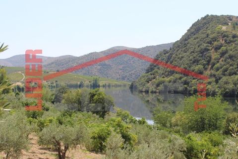 Farm i Torre de Moncorvo, Braganca, Torre de Moncorvo - € 650.000 | Ref: 0818 - foto 8