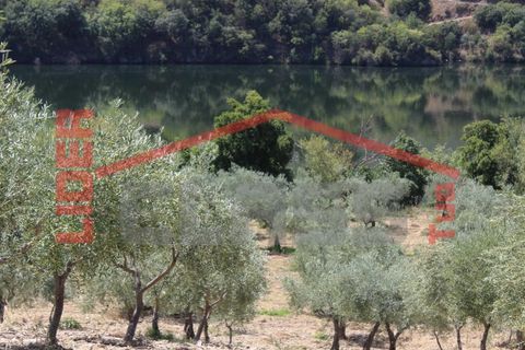 Farm i Torre de Moncorvo, Braganca, Torre de Moncorvo - € 650.000 | Ref: 0818 - foto 15
