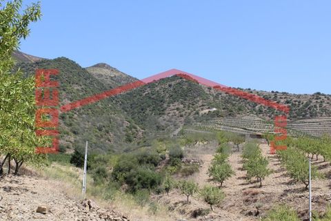 Farm i Torre de Moncorvo, Braganca, Torre de Moncorvo - € 650.000 | Ref: 0818 - foto 16