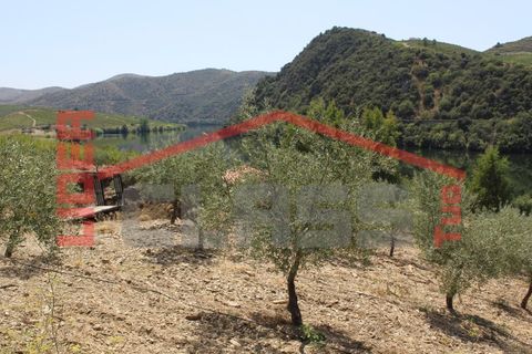 Farm i Torre de Moncorvo, Braganca, Torre de Moncorvo - € 650.000 | Ref: 0818 - foto 20