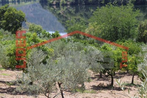 Farm i Torre de Moncorvo, Braganca, Torre de Moncorvo - € 650.000 | Ref: 0818 - foto 21