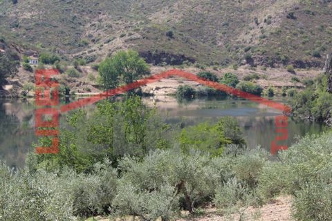Farm i Torre de Moncorvo, Braganca, Torre de Moncorvo - € 650.000 | Ref: 0818 - foto 22