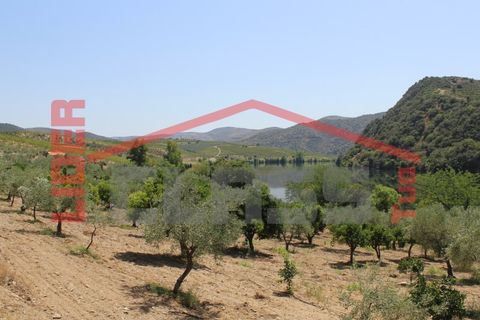 Farm i Torre de Moncorvo, Braganca, Torre de Moncorvo - € 650.000 | Ref: 0818 - foto 23