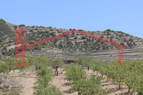 Farm i Torre de Moncorvo, Braganca, Torre de Moncorvo - € 650.000 | Ref: 0818 - foto 33