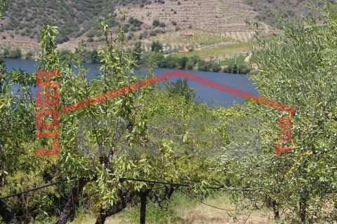 Farm i Torre de Moncorvo, Braganca, Torre de Moncorvo - € 650.000 | Ref: 0818 - foto 38