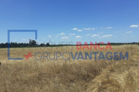 Terra a Alpiarca, Santarem, Alpiarca - € 16.000 | Ref: T-21868 - foto 3