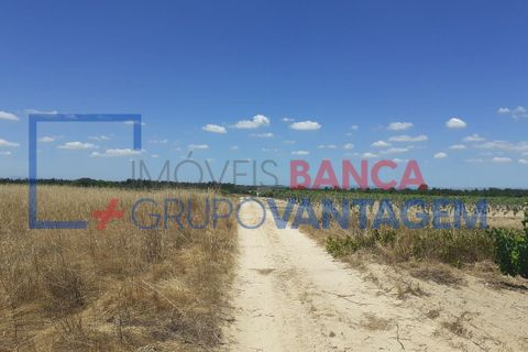 Terra a Alpiarca, Santarem, Alpiarca - € 16.000 | Ref: T-21868 - foto 4