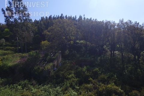 Helårsgrund i Monchique, Faro, Monchique - € 70.000 | Ref: AR00286-PT - foto 4