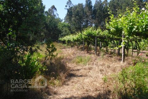 Helårsgrund i Barcelos, Braga, Barcelos - € 110.000 | Ref: 176/17 - foto 10