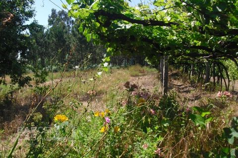 Helårsgrund i Barcelos, Braga, Barcelos - € 110.000 | Ref: 176/17 - foto 12
